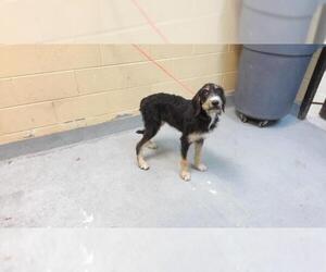 Poodle (Standard)-Unknown Mix Dogs for adoption in Tulsa, OK, USA