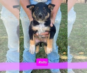 Texas Heeler Puppy for sale in WESTPOINT, IN, USA