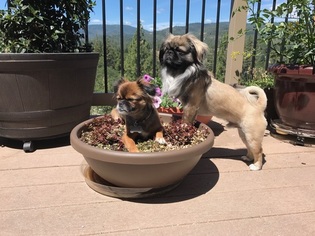 Father of the Peke-A-Poo-Pekingese Mix puppies born on 09/11/2018