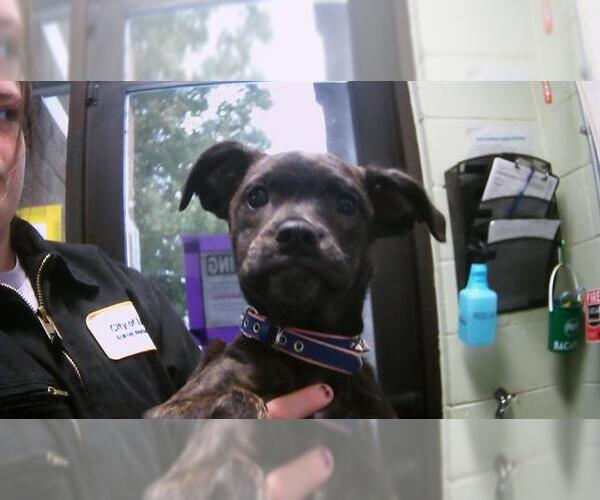 Medium Photo #1 Bullboxer Pit Puppy For Sale in Tulsa, OK, USA