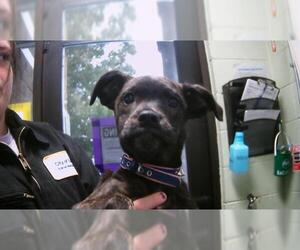 Bullboxer Pit Dogs for adoption in Tulsa, OK, USA