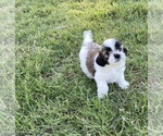 Small Photo #3 YorkiePoo Puppy For Sale in CAVE CREEK, AZ, USA