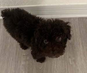 Father of the Goldendoodle (Miniature) puppies born on 05/10/2025
