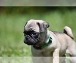 Small #5 Pug