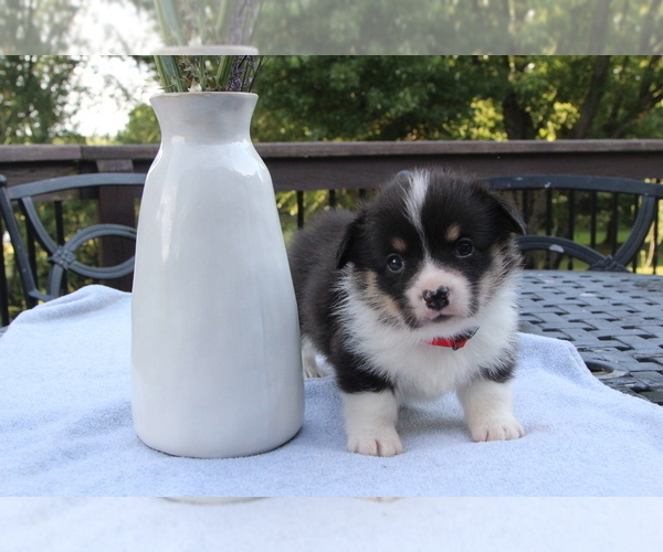 Medium Photo #16 Pembroke Welsh Corgi Puppy For Sale in FAIR GROVE, MO, USA