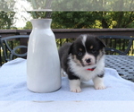 Small #15 Pembroke Welsh Corgi