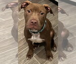 Small Mutt