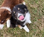 Small Photo #17 Australian Shepherd Puppy For Sale in MARIANNA, FL, USA