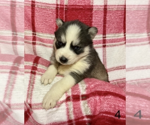 Medium Photo #14 Siberian Husky Puppy For Sale in DEARBORN, MO, USA