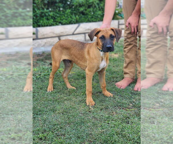 Medium Photo #7 Boxador Puppy For Sale in Dana Point, CA, USA