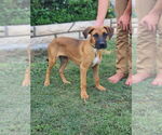 Small #6 Boxador