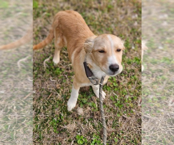 Medium Photo #2 Collie-Unknown Mix Puppy For Sale in Wakefield, RI, USA