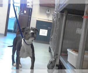 American Pit Bull Terrier-Unknown Mix Dogs for adoption in Fayetteville, NC, USA