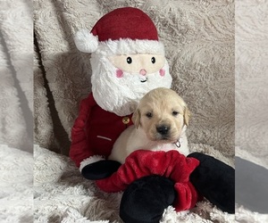 Golden Retriever Puppy for Sale in BARBOURSVILLE, Virginia USA