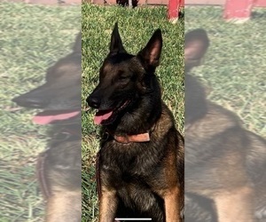 Father of the Belgian Malinois puppies born on 06/10/2022