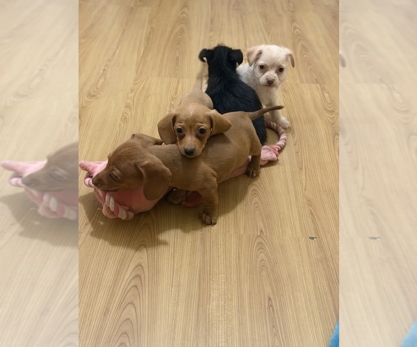 Medium Photo #8 Yorkiepoo mix (+ Poodle Toy) Puppy For Sale in RIPLEY, MS, USA