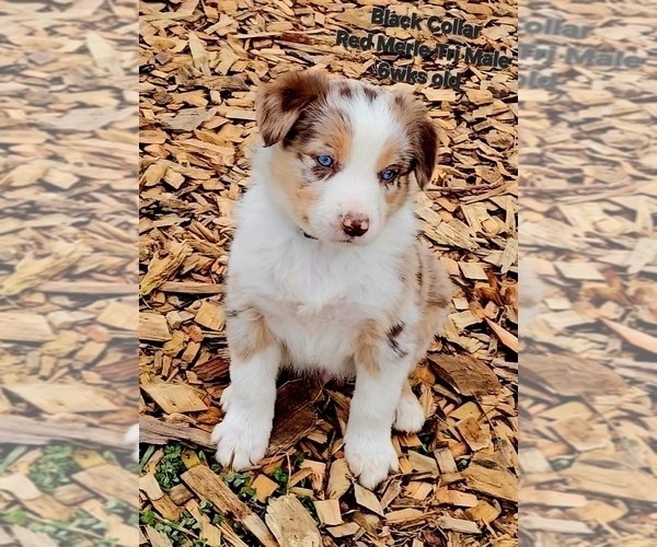 Medium Photo #3 Border Collie Puppy For Sale in BYBEE, TN, USA