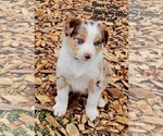 Small Photo #3 Border Collie Puppy For Sale in BYBEE, TN, USA