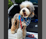 Small Photo #10 Bernedoodle (Miniature) Puppy For Sale in ROY, UT, USA