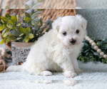 Small #3 Maltese