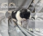 Small Photo #3 YorkiePoo Puppy For Sale in GRANDVILLE, MI, USA