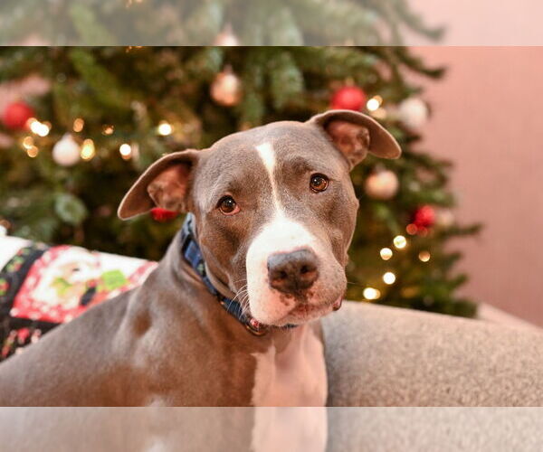 Medium Photo #1  Puppy For Sale in , 