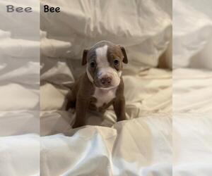 Medium American Pit Bull Terrier Mix