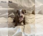 Small American Pit Bull Terrier Mix