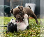 Small #2 Dachshund-Labrador Retriever Mix