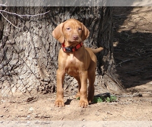 Vizsla Puppy for sale in AMORITA, OK, USA
