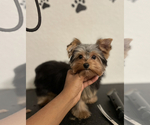Small Photo #2 Yorkshire Terrier Puppy For Sale in MULBERRY, FL, USA