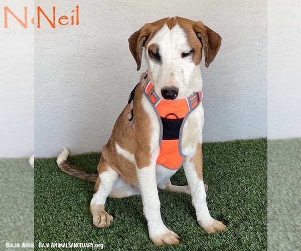 Medium Photo #1 Bull Terrier-Unknown Mix Puppy For Sale in San Diego, CA, USA