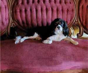 Mother of the Cavalier King Charles Spaniel puppies born on 08/15/2022