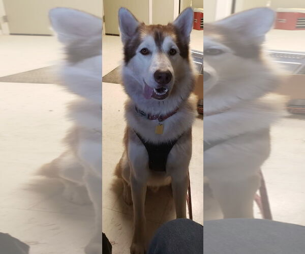 Medium Photo #2 Siberian Husky Puppy For Sale in Newfoundland, PA, USA