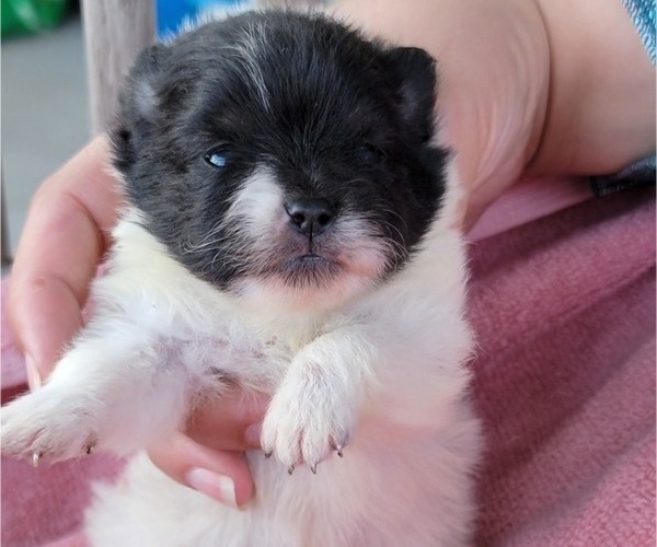 Medium Photo #3 Pomeranian Puppy For Sale in GRANITE CITY, IL, USA