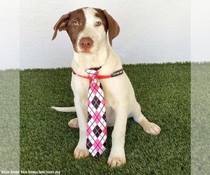 Dante - Male Lab-Pointer Dog for Adoption - Photo #3