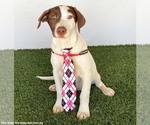Small Photo #3 Lab-Pointer Puppy For Sale in San Diego, CA, USA
