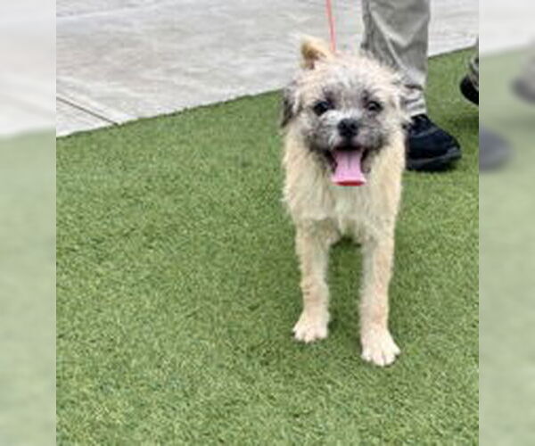 Medium Photo #1 Mutt Puppy For Sale in Salinas, CA, USA