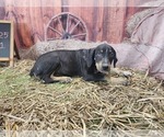 Small #3 Catahoula Leopard Dog