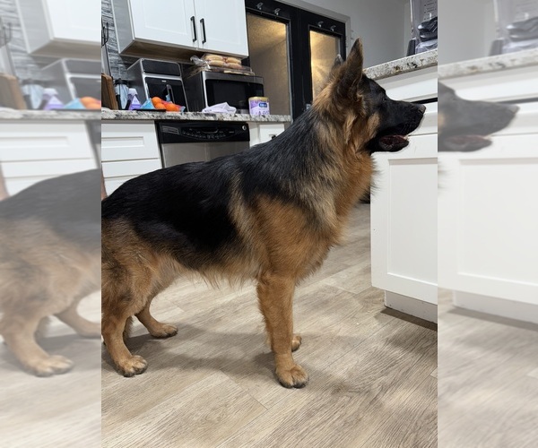 Medium Photo #1 German Shepherd Dog-Siberian Husky Mix Puppy For Sale in LAS VEGAS, NV, USA