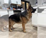 Small Photo #1 German Shepherd Dog-Siberian Husky Mix Puppy For Sale in LAS VEGAS, NV, USA