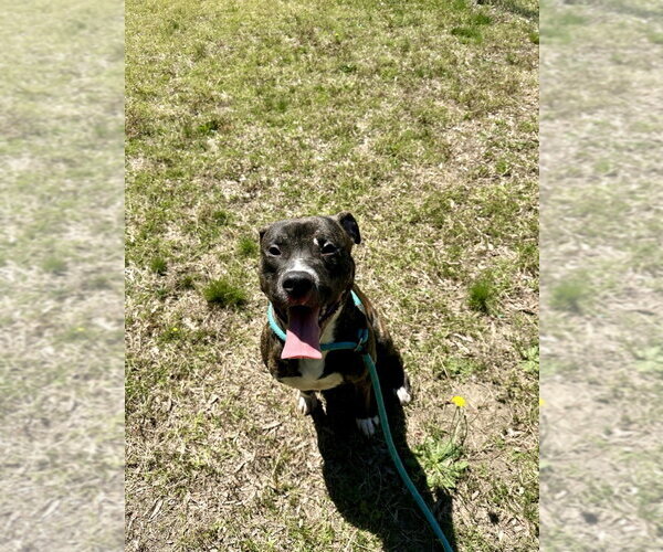 Medium Photo #4 Mutt Puppy For Sale in Glen Allen, VA, USA