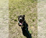 Small #3 Mutt