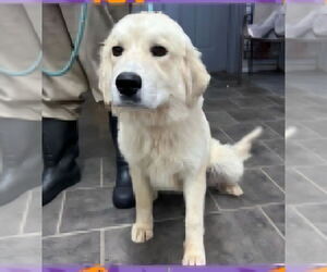 Great Pyrenees Dogs for adoption in Aurora, IN, USA