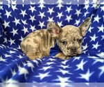 Small Photo #4 French Bulldog Puppy For Sale in CLAY, PA, USA