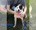 Small #1 Border Collie Mix