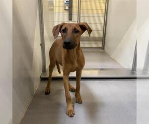 Doberman Pinscher-Unknown Mix Dogs for adoption in Modesto, CA, USA
