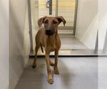 Small Doberman Pinscher Mix