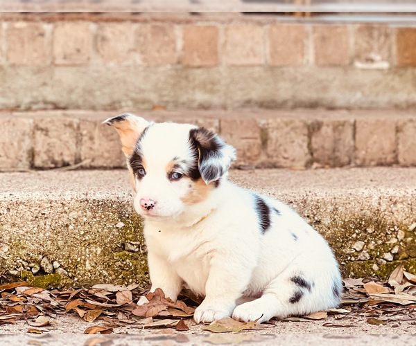 Medium Photo #1 Cardigan Welsh Corgi Puppy For Sale in ROCKDALE, TX, USA