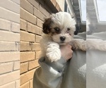 Puppy 0 Lhatese